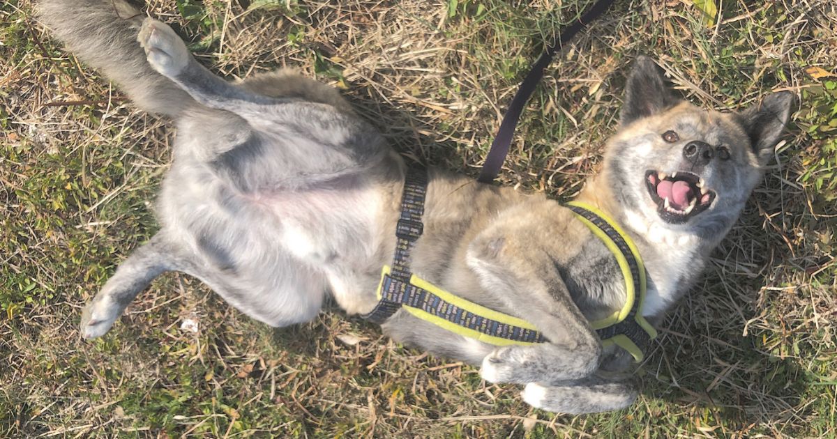 犬の習性に合わせて暮らせていますか？