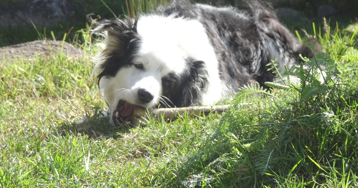 犬はなぜ噛むの？口で世界を確かめる理由