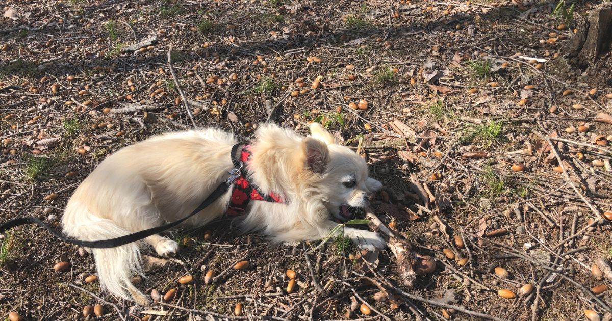 犬はなぜ拾い食いをする？習性やストレスとの関係