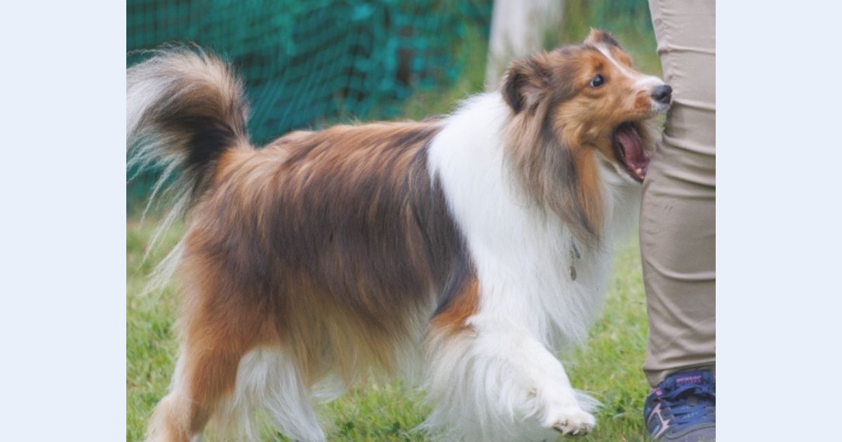 犬のイライラ・興奮の噛みつき｜落ち着かない原因と暮らしの見直し