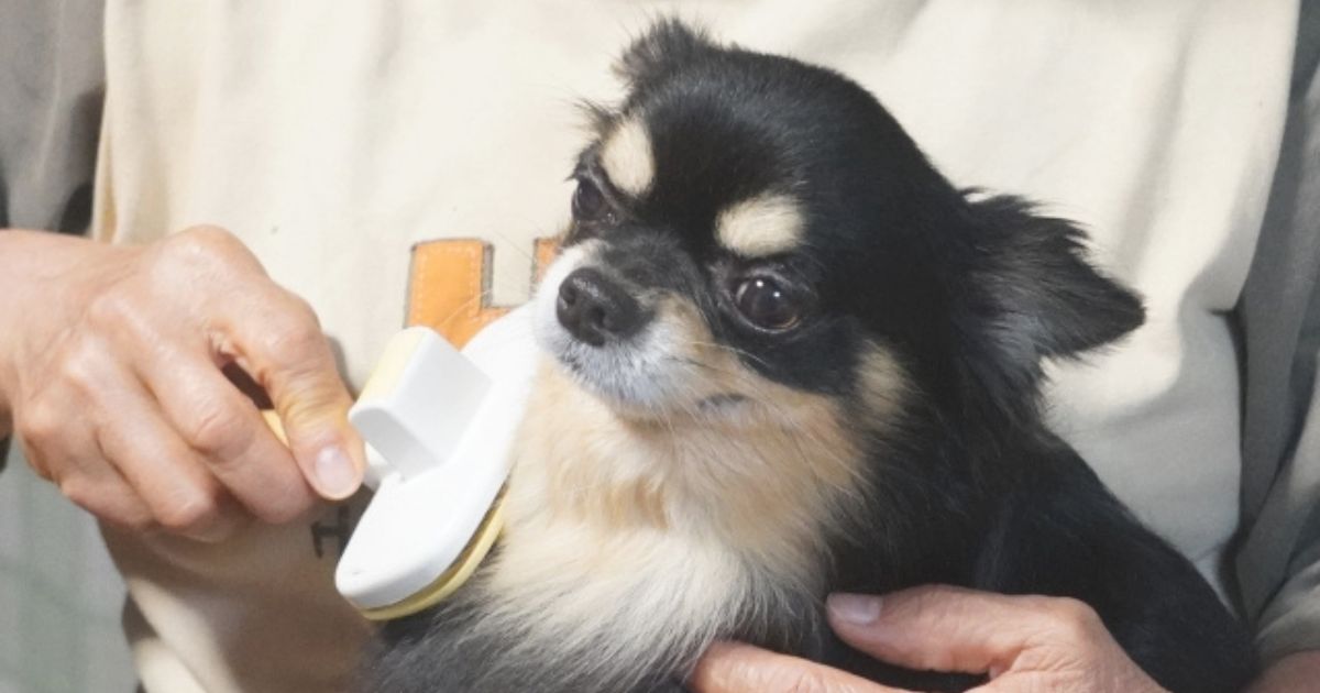 その犬のお手入れ、本当に必要？お手入れ嫌いにしないためにできること