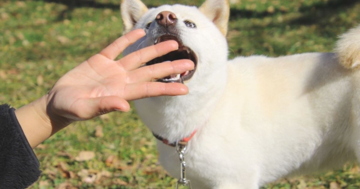 犬の「やめて！怖いよ！」の噛みつきとその前に出しているサイン
