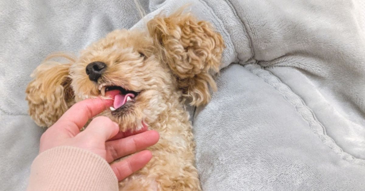 犬の甘噛みにどう対応する？