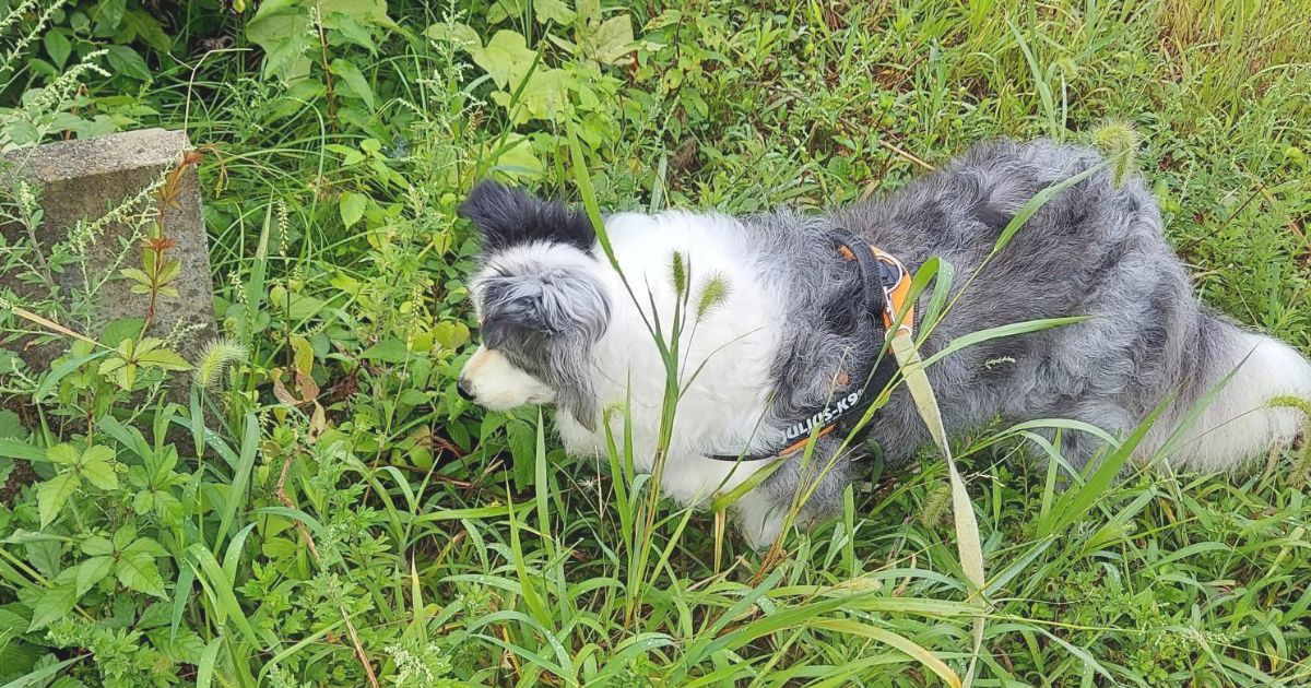 犬の散歩の本当の目的とは？犬を置き去りにしない散歩の仕方