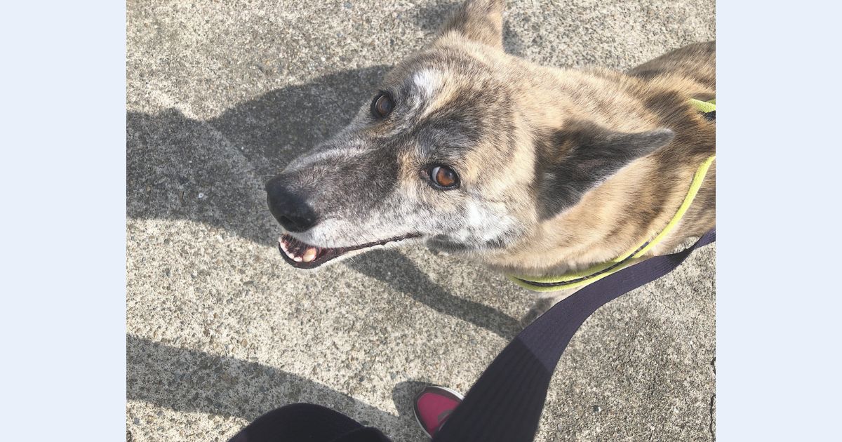 犬のしつけと犬育ての違いとは？考え方の出発点