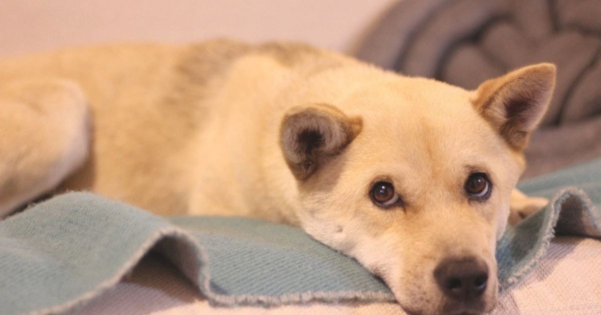 犬にはしつけもトレーニングも暴力もいらない