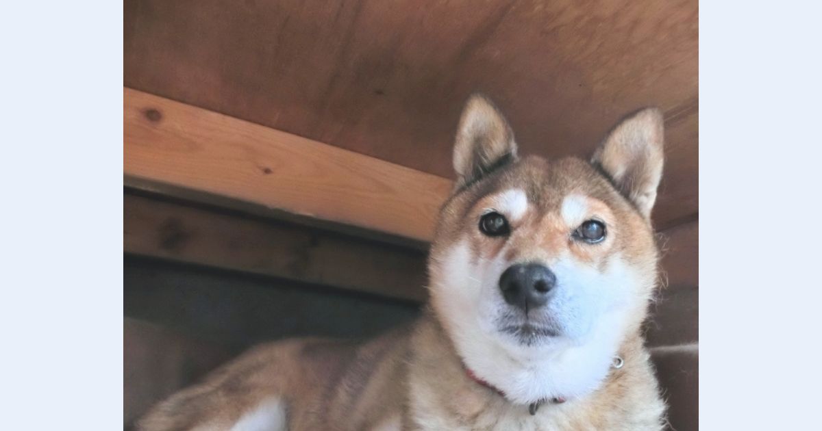 人は犬のリーダーでなければいけないの?