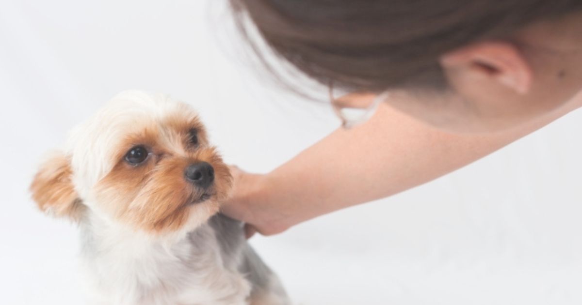 犬に苦手なことがあっても大丈夫