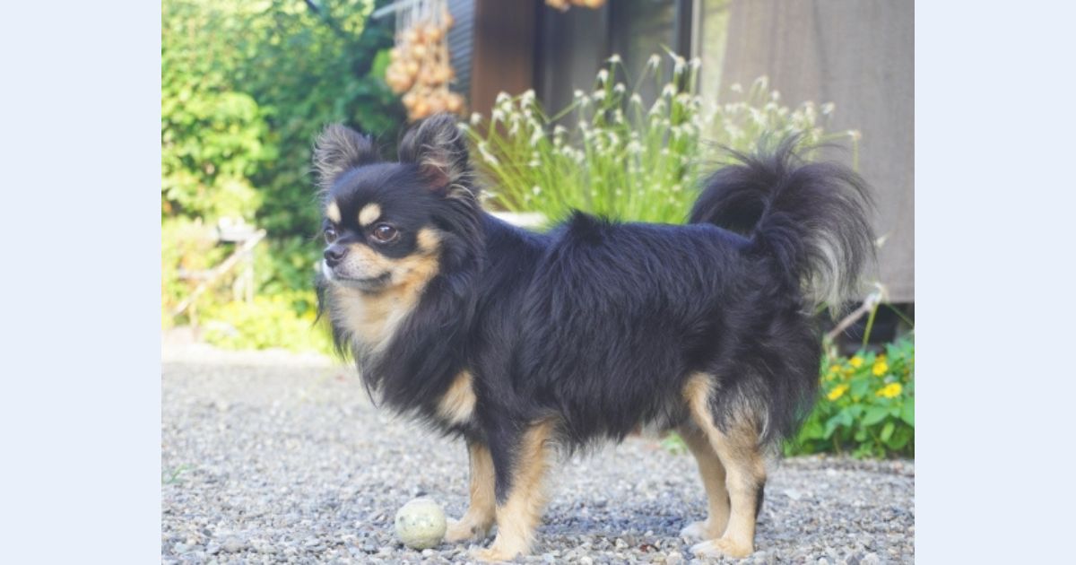 庭で犬が吠えると近所迷惑！？その発想を変えてみよう