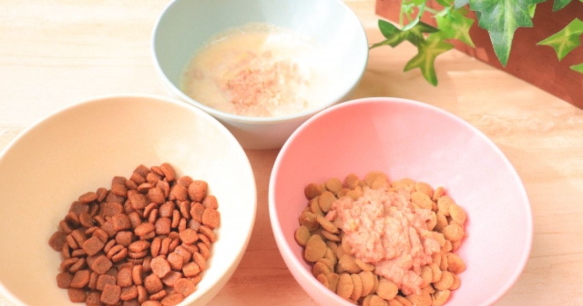 犬のごはん、どう選ぶ？栄養バランスとフード選びの基本