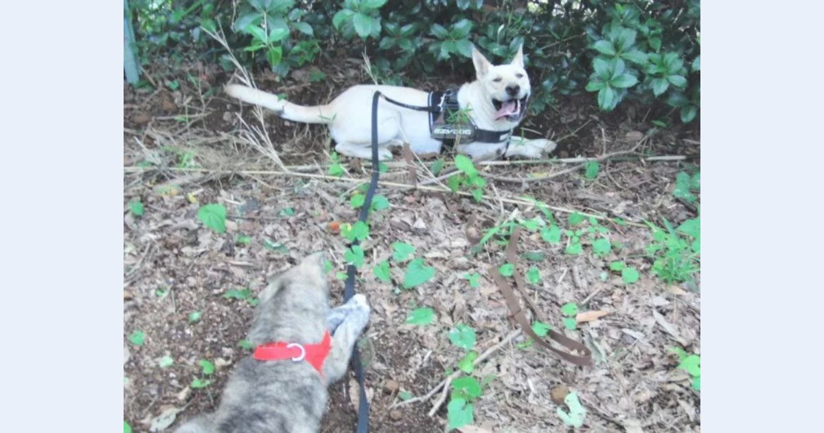 社会性を育てたい？他の犬と触れ合う時の注意点