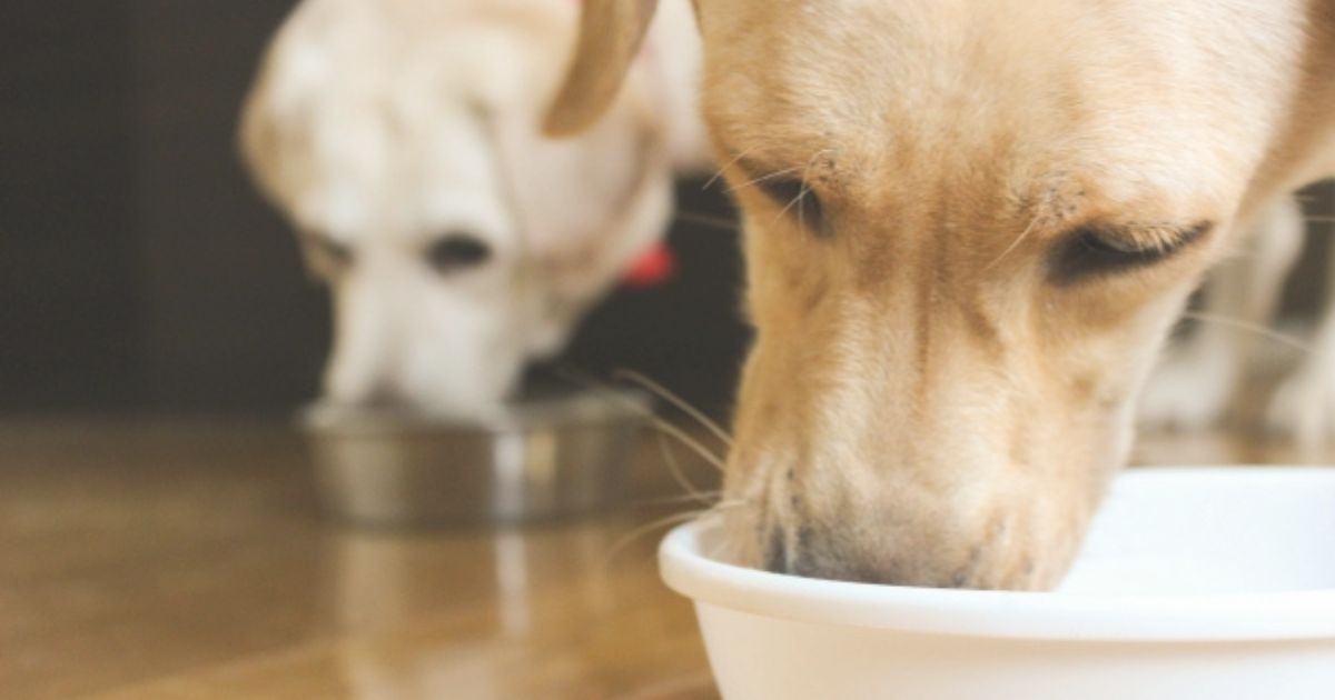 犬におすすめのドッグフードの選び方