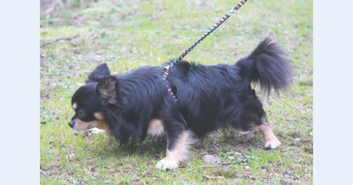 リードを引っ張る犬への対応
