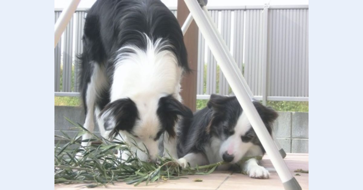 犬の多頭飼いで後悔しないために。2匹目を迎える前に考えたいこと