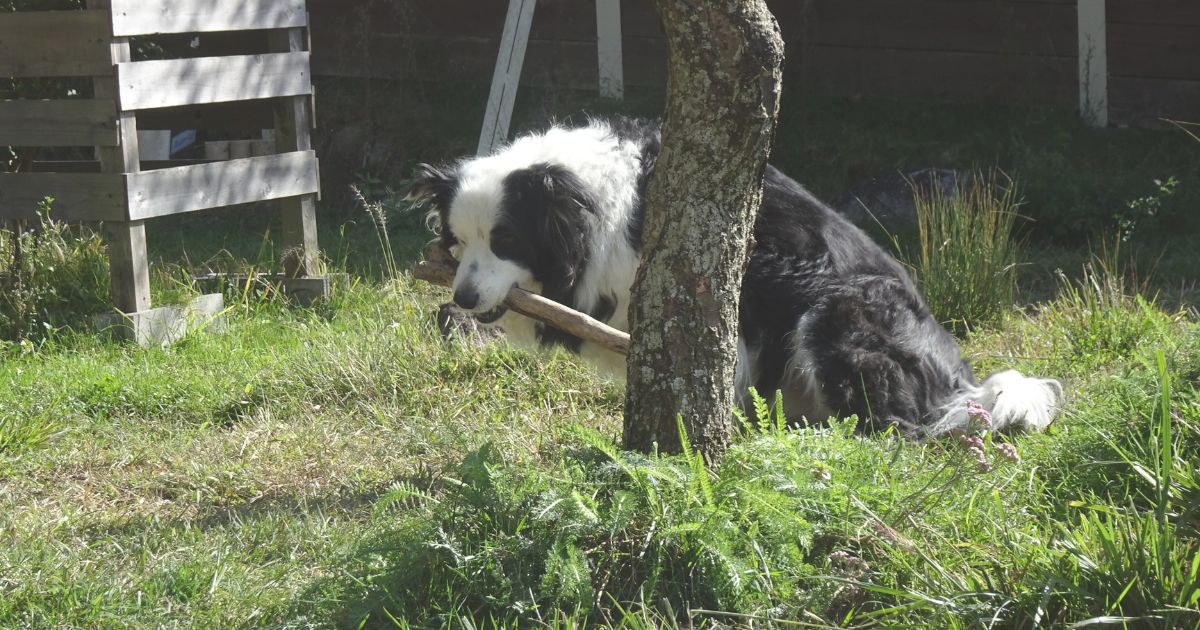 その遊び、犬は喜んでいる？