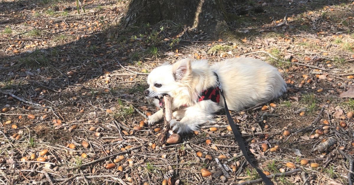 犬との遊び方｜犬が本当に楽しむ遊びとは