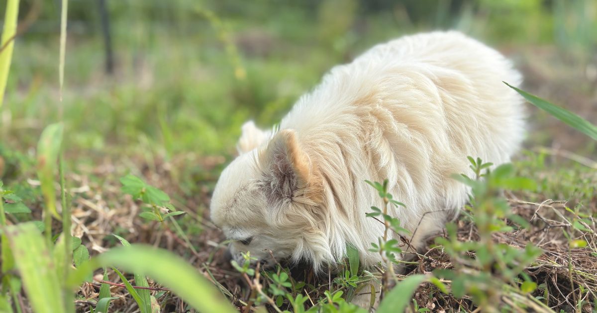 犬の食糞はなぜ起こる？気にしすぎなくていい理由と付き合い方