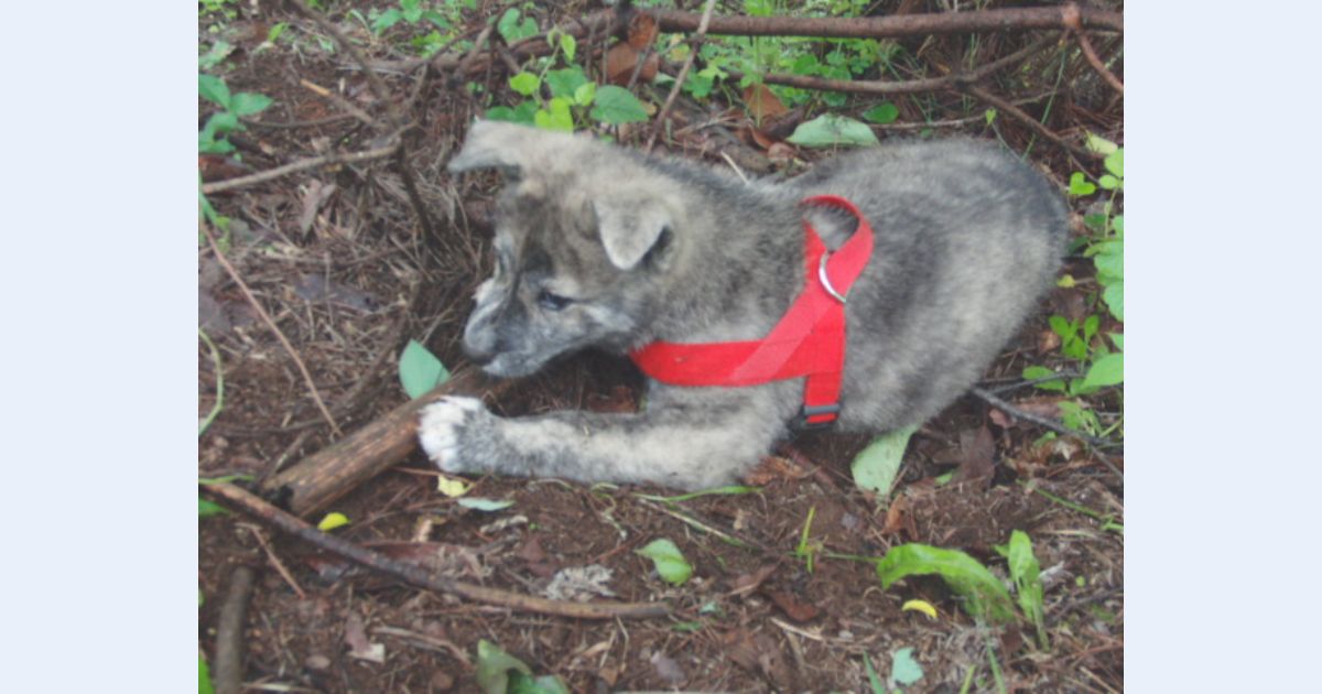 子犬の散歩の始め方