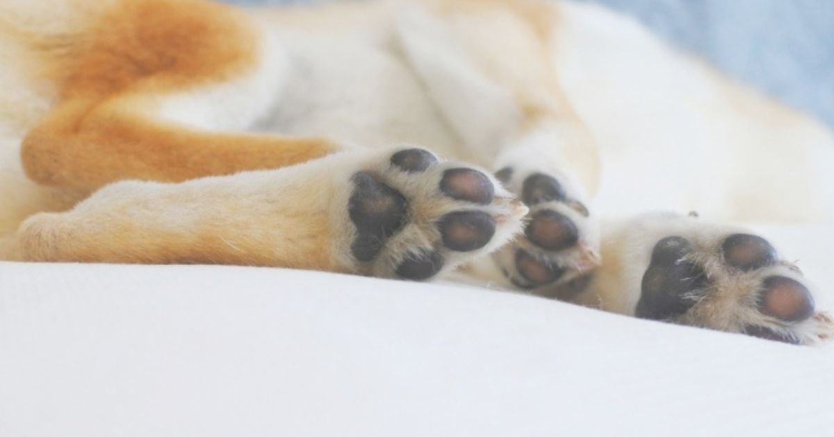 犬の足は犬のもの。むやみに足拭きなどしないで！