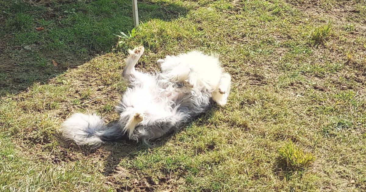 犬の好きなニオイってどんなもの？