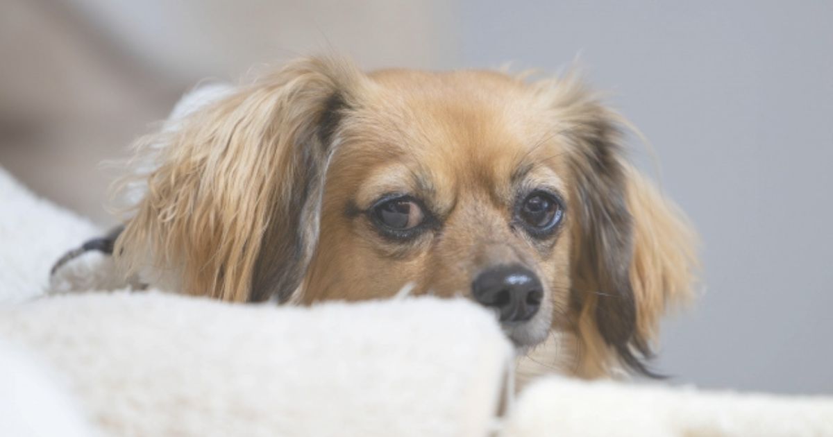 犬の分離ストレス行動の見分け方・予防・対処法