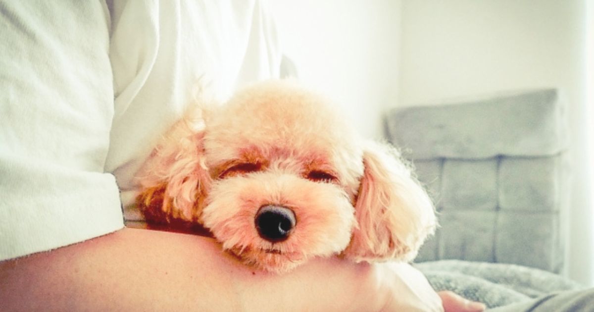 かわいいからOK？実は注意が必要な後追い行動