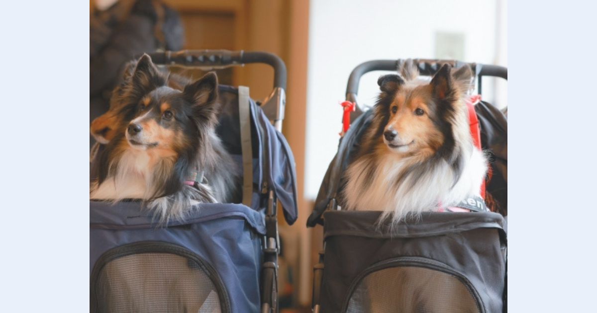 動物病院での待ち方について