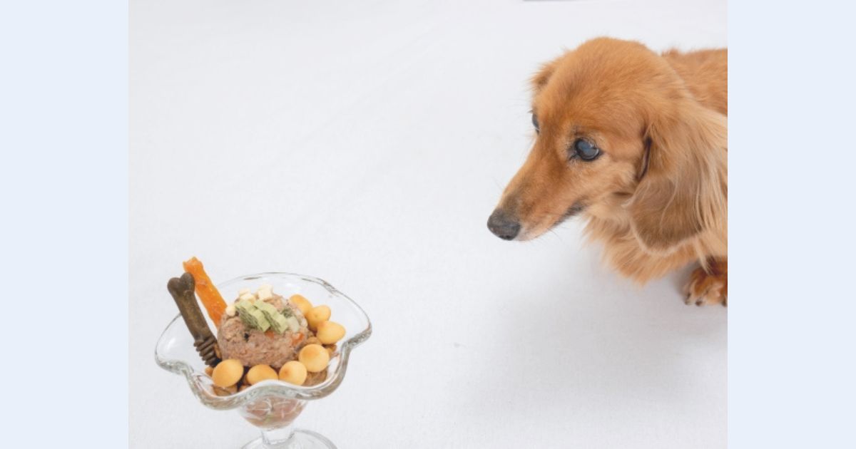 犬にとって危険な食べ物？アボカドは食べさせても大丈夫？