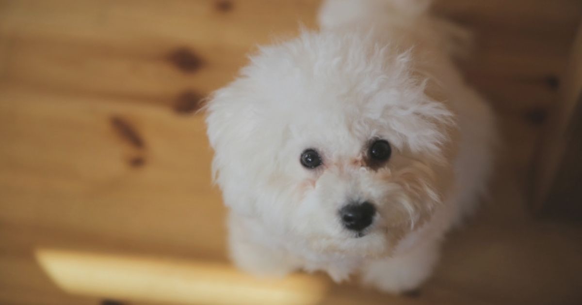 犬が留守番できないのはしつけ不足？必要なのは不安な気持ちのケア