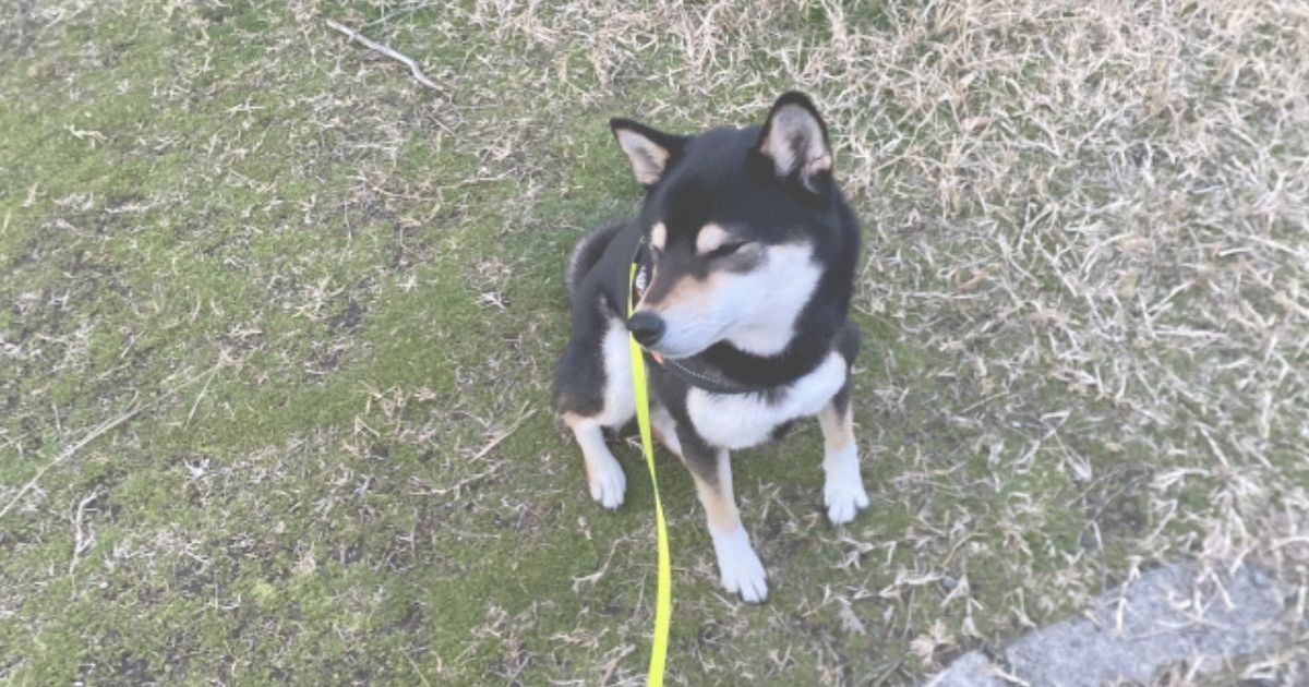 犬が散歩で帰りたがらない理由と対処法