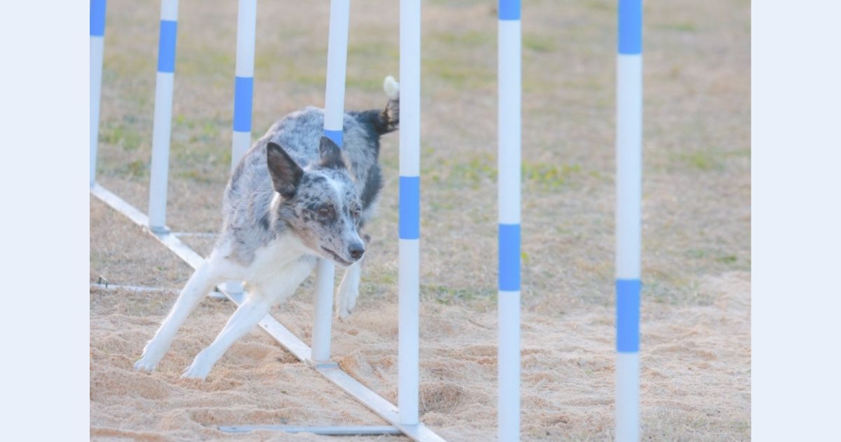 犬を寝かせるため、疲れさせるために、運動が必要なのか？