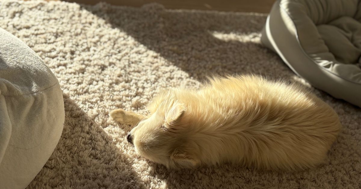 犬にとって快適な室内環境