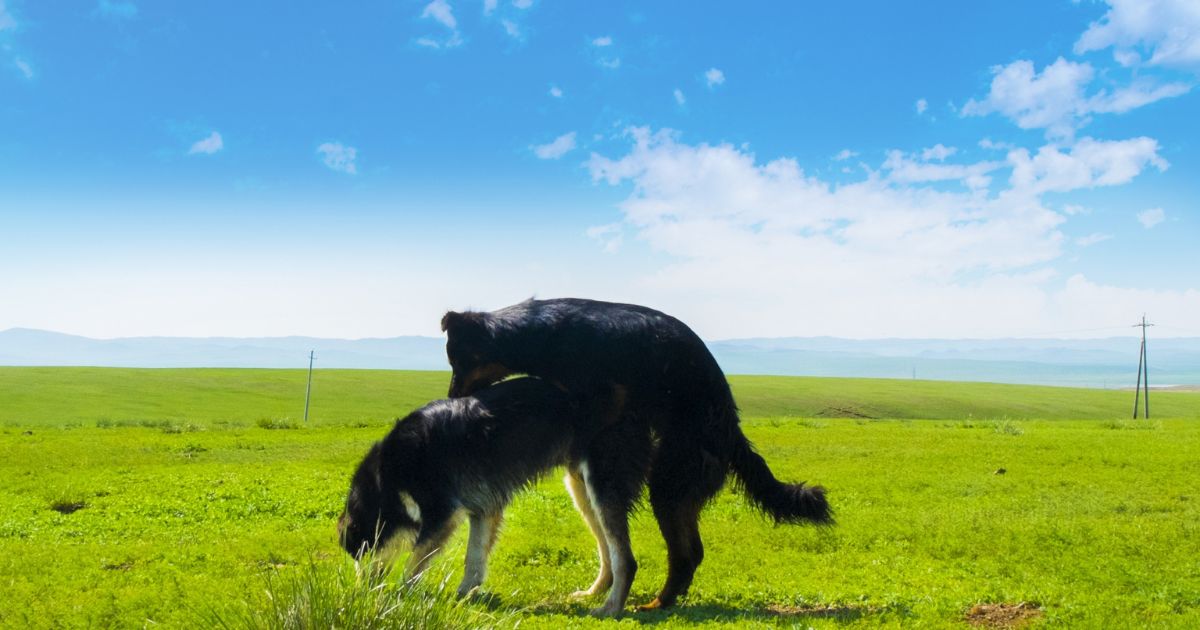 犬のマウンティング