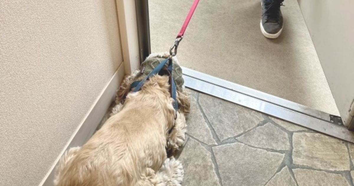 犬が散歩に行きたがらない理由と対策