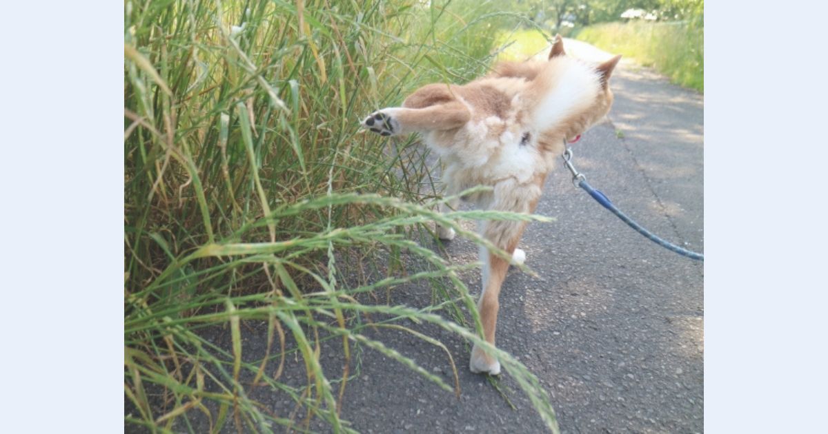 犬が粗相はどうすればいい？外トイレの習慣をつけよう