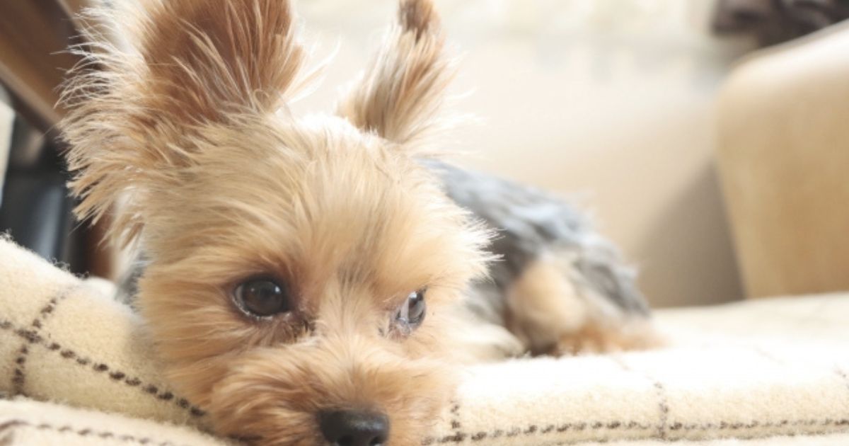 犬のストレス症状とその原因｜見逃したくないサインと安心して暮らすためにできること